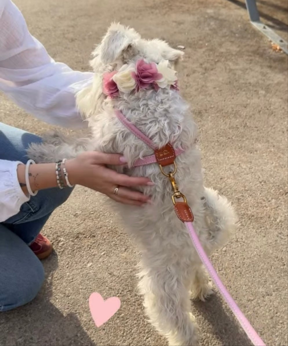 Tokyo Dog Harness