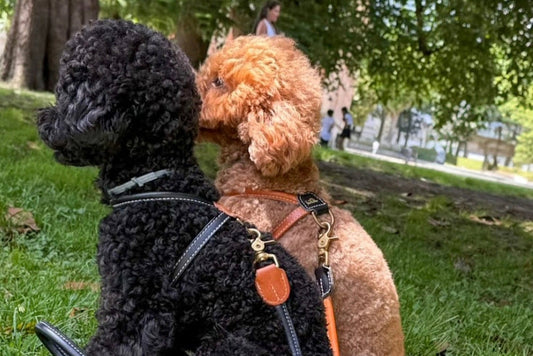 How to choose a collar for your dog: Why quality matters matters