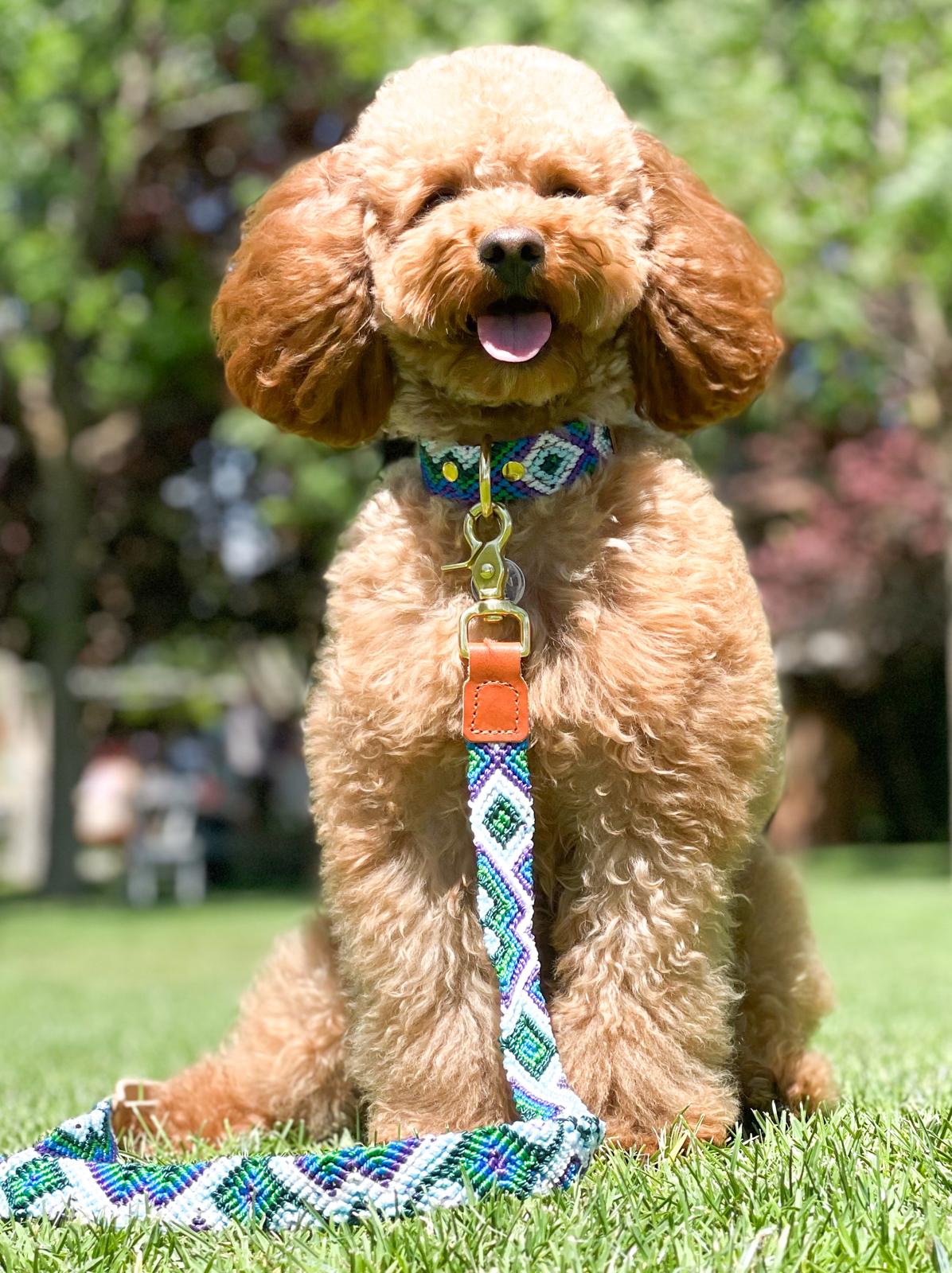 Mexican Collection - Collar + Leash