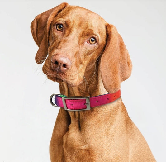 Byron Dog Collar — Riata Braiding Technique