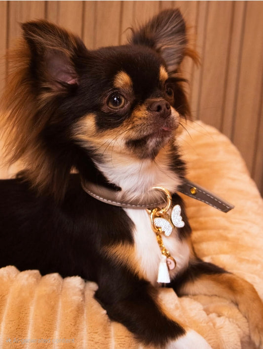 Tokyo Dog Collar