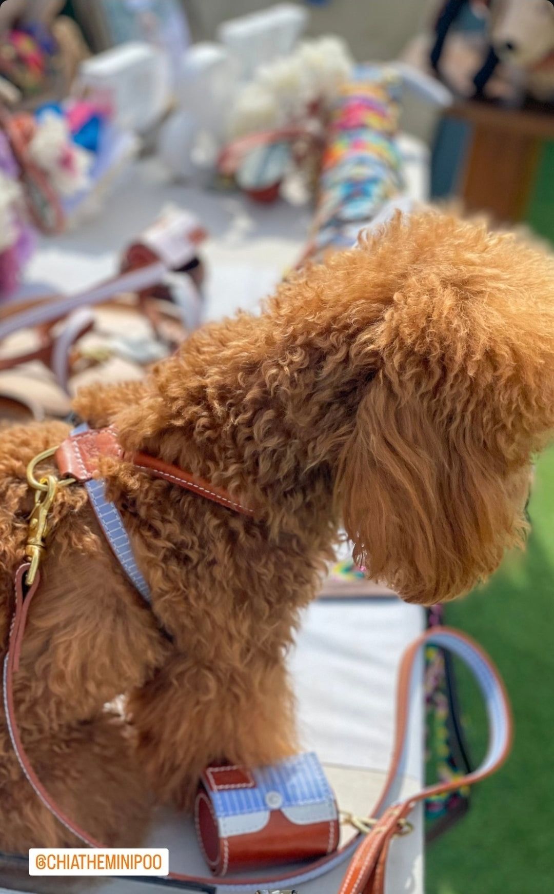 Madrid Dog Harness