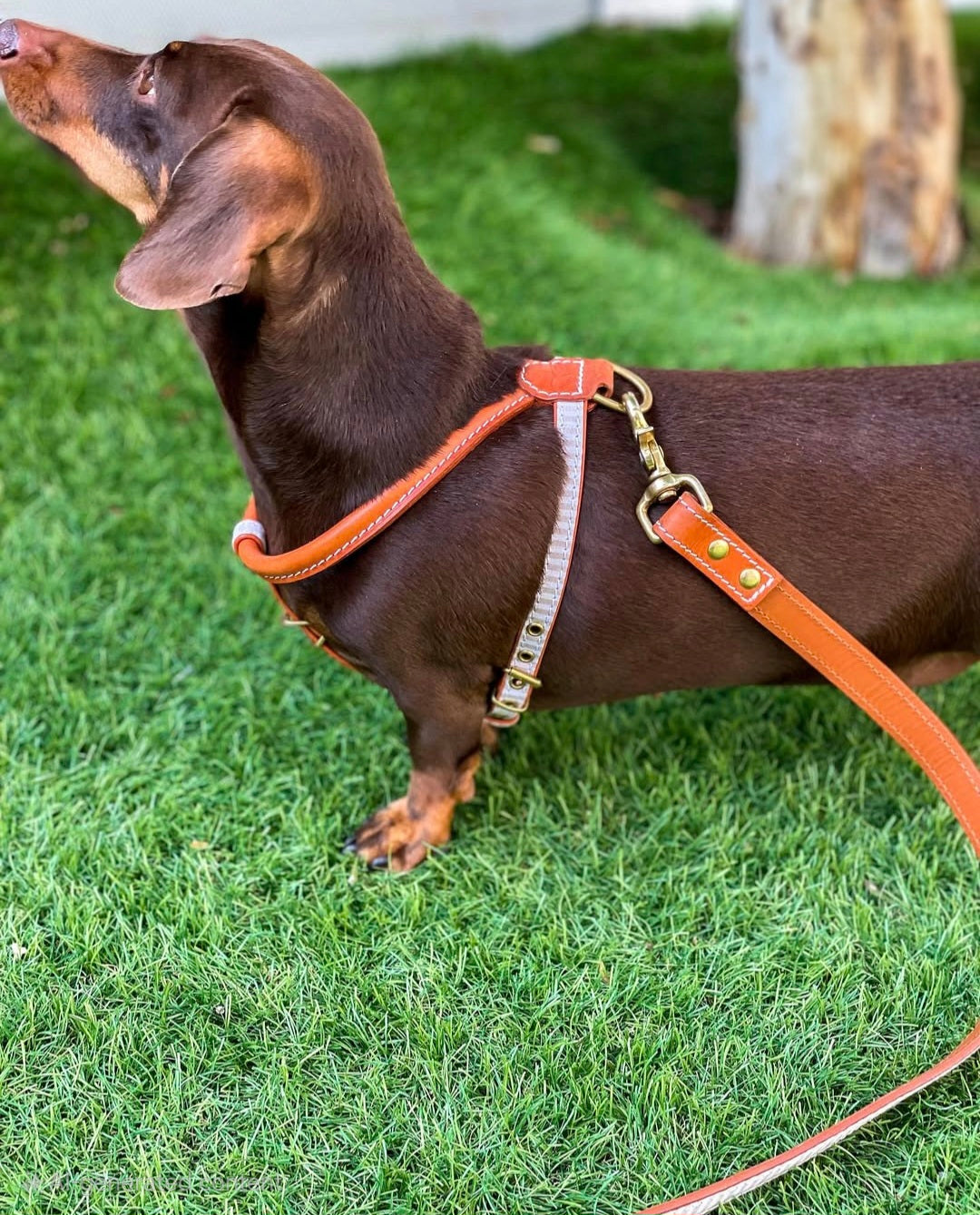 Madrid Dog Harness
